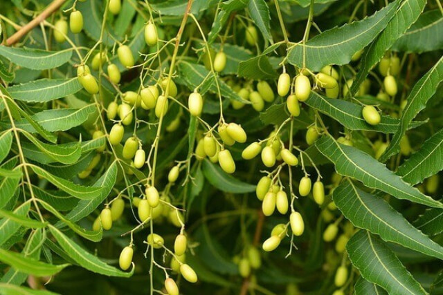 cây neem ninh thuận