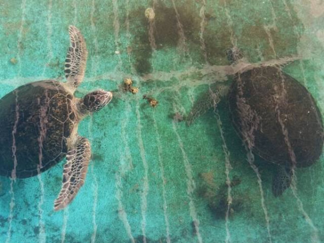 Tham quan khu bảo tồn rùa biển tại Hang Rái Ninh Thuận 
